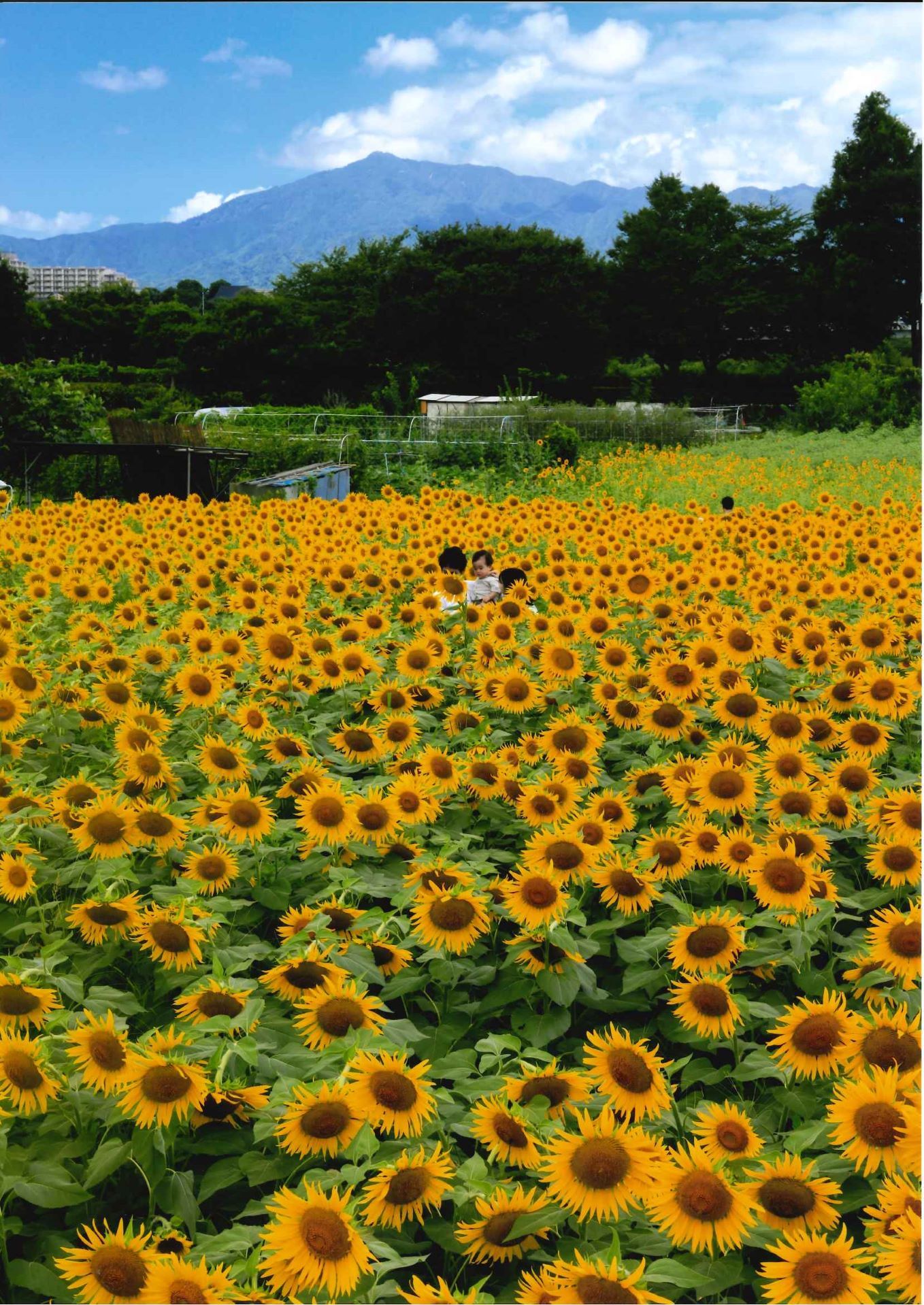 第21回（2023) ひまわり写真コンテスト入賞・入選作品決定 | フォト