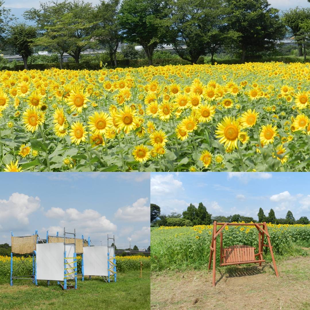 2024ひまわり成長日記 | フォトギャラリー | 座間市観光協会
