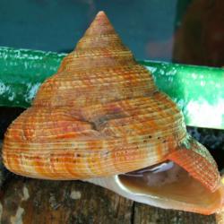 オキナエビスガイ属について＆生物一覧ー | 市場魚貝類図鑑