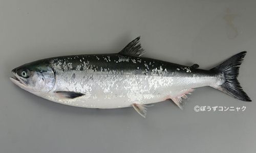 ケイジ (サケ) | 市場魚貝類図鑑