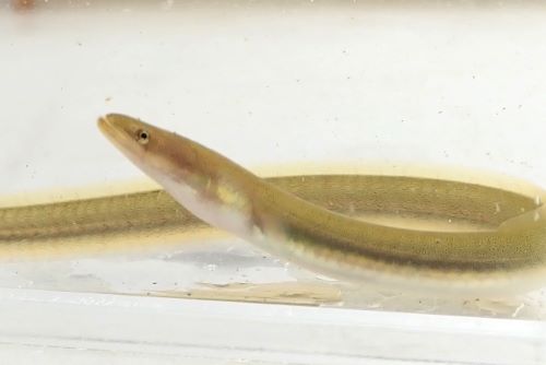 ウツボ属について＆生物一覧ー | 市場魚貝類図鑑