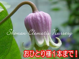 湘南クレマチス園 - バーシカラー