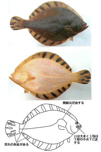 図鑑／ヒラメ・カレイ類 | 岩手県水産技術センターWeb