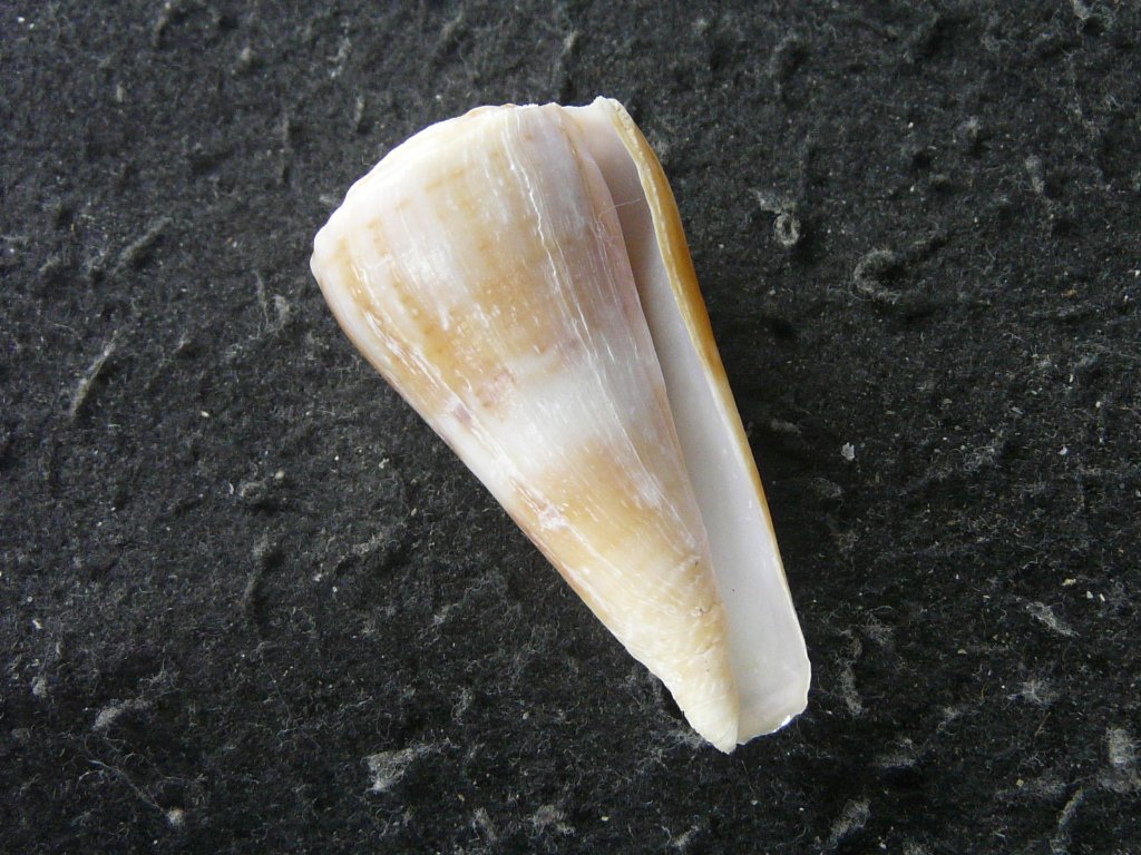 イモガイ科｜貝殻標本店「F]