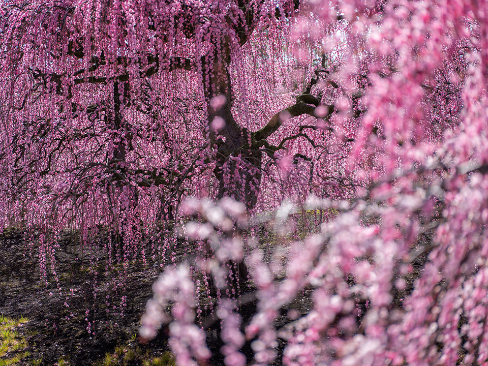 Interview Vol.3 別所隆弘｜FUJIFILM GFX 50R HANDS ON｜富士フイルム