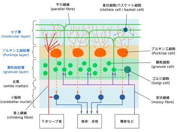 万能の学習器としての小脳 | 日経クロステック（xTECH）