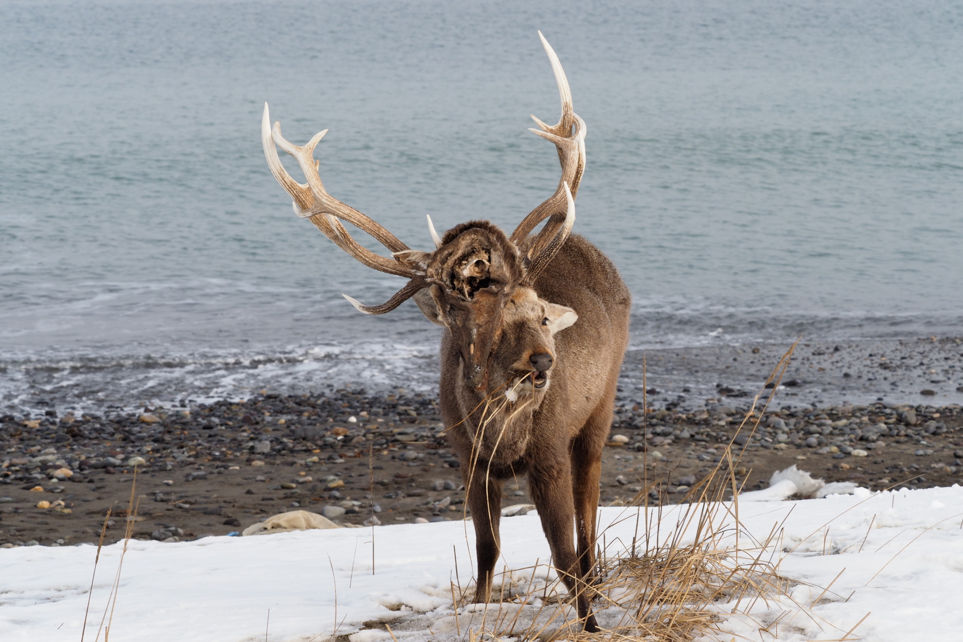死んでも絡んだ角が離れない エゾシカ【衝撃写真】