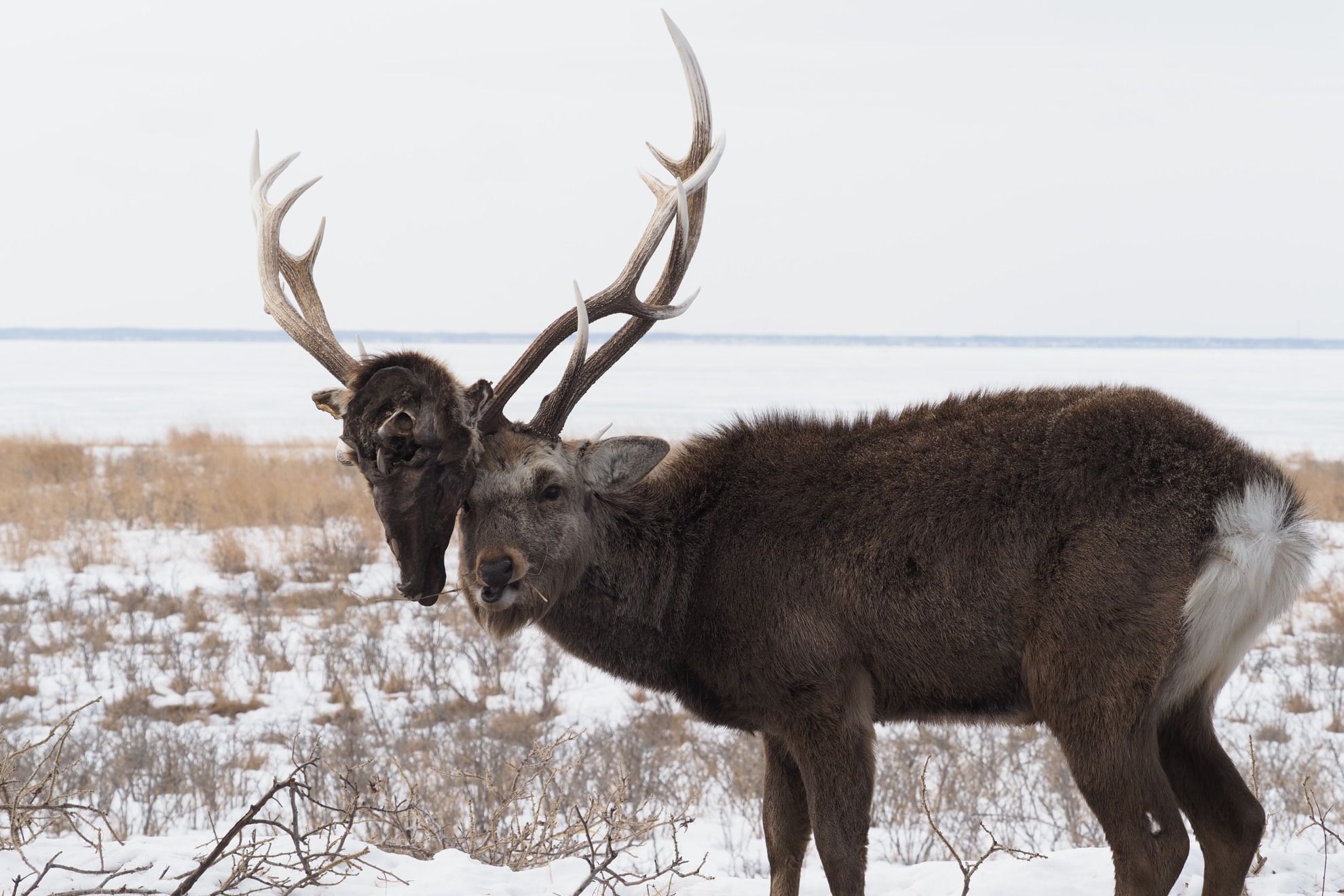 蝦夷鹿 道東地区 落ち角 蝦夷鹿 道東地区 落ち角 【公式通販】