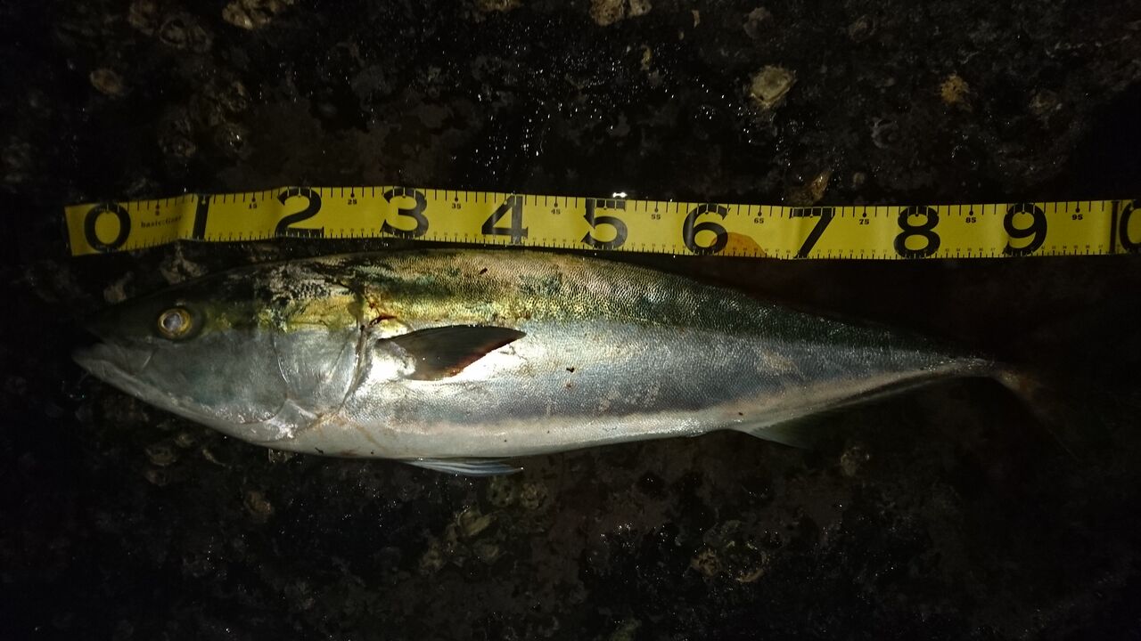 熊本県 ショアブリ Ballistick Bait 93M NANO | YAMAGA BlanksYAMAGA