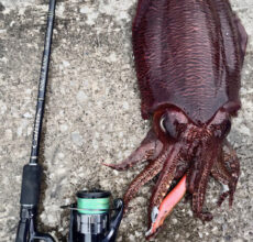 Calista TZ/NANO | YAMAGA BlanksYAMAGA Blanks