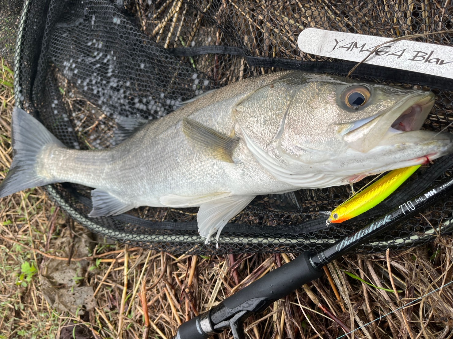 バリスティック710ML-MH実釣レポート｜“曲げて楽しむ”と“パワーで