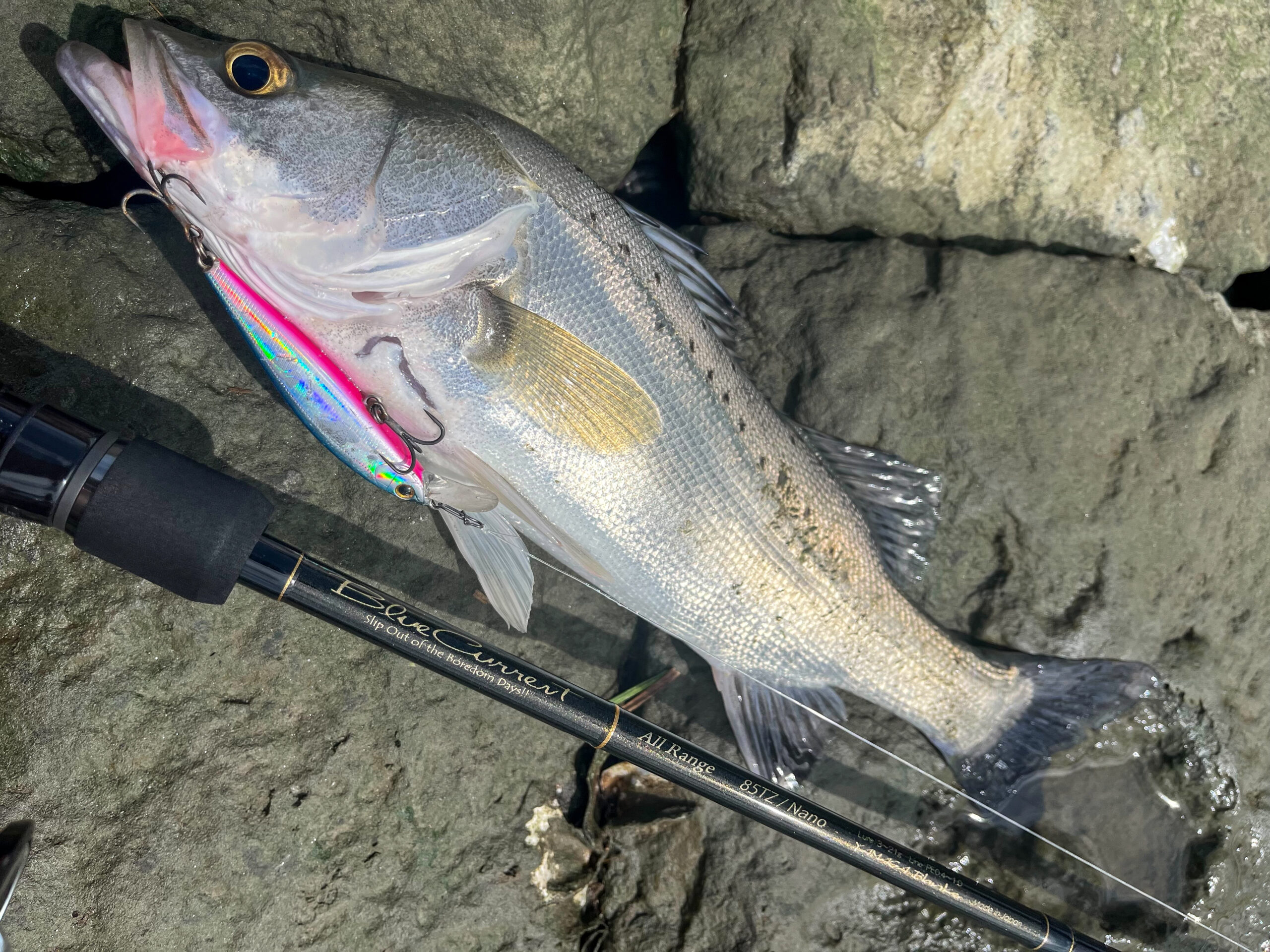 ランカーシーバスをキャッチ！「ブルーカレント 85オールレンジ」実釣