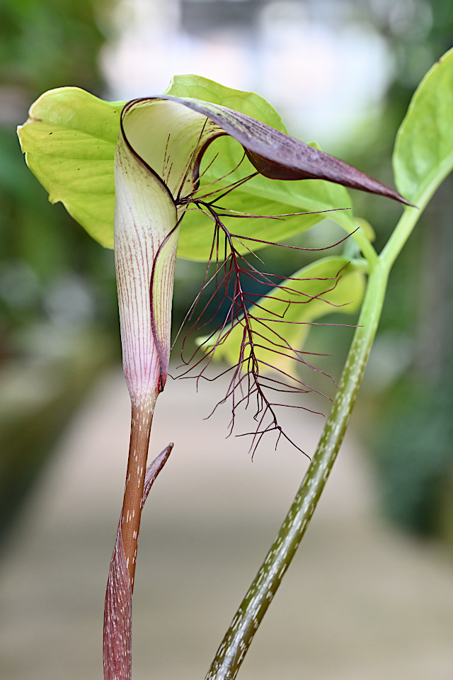 アリサエマ・リヘンギアヌム | 山科植物資料館