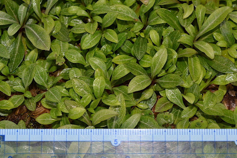 センブリ | 山科植物資料館