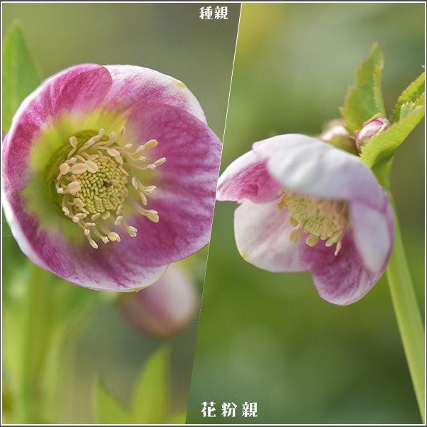 パステリッシュストレインの追加販売について | 大和園