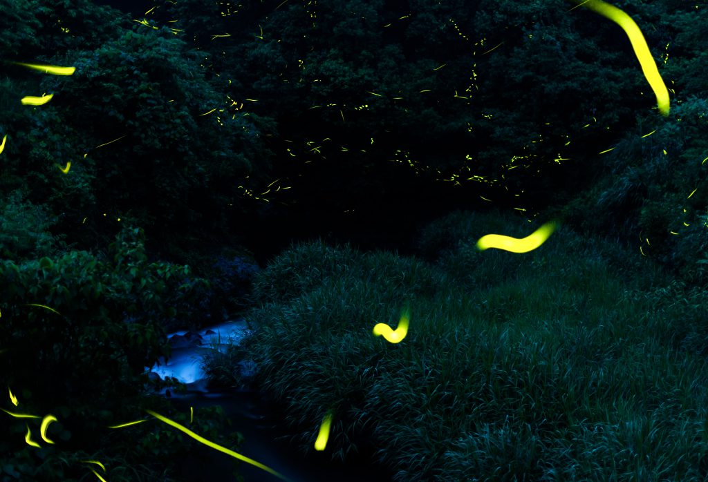 ほたる - YABAKEI TRIP 九州・耶馬渓 絶景の旅