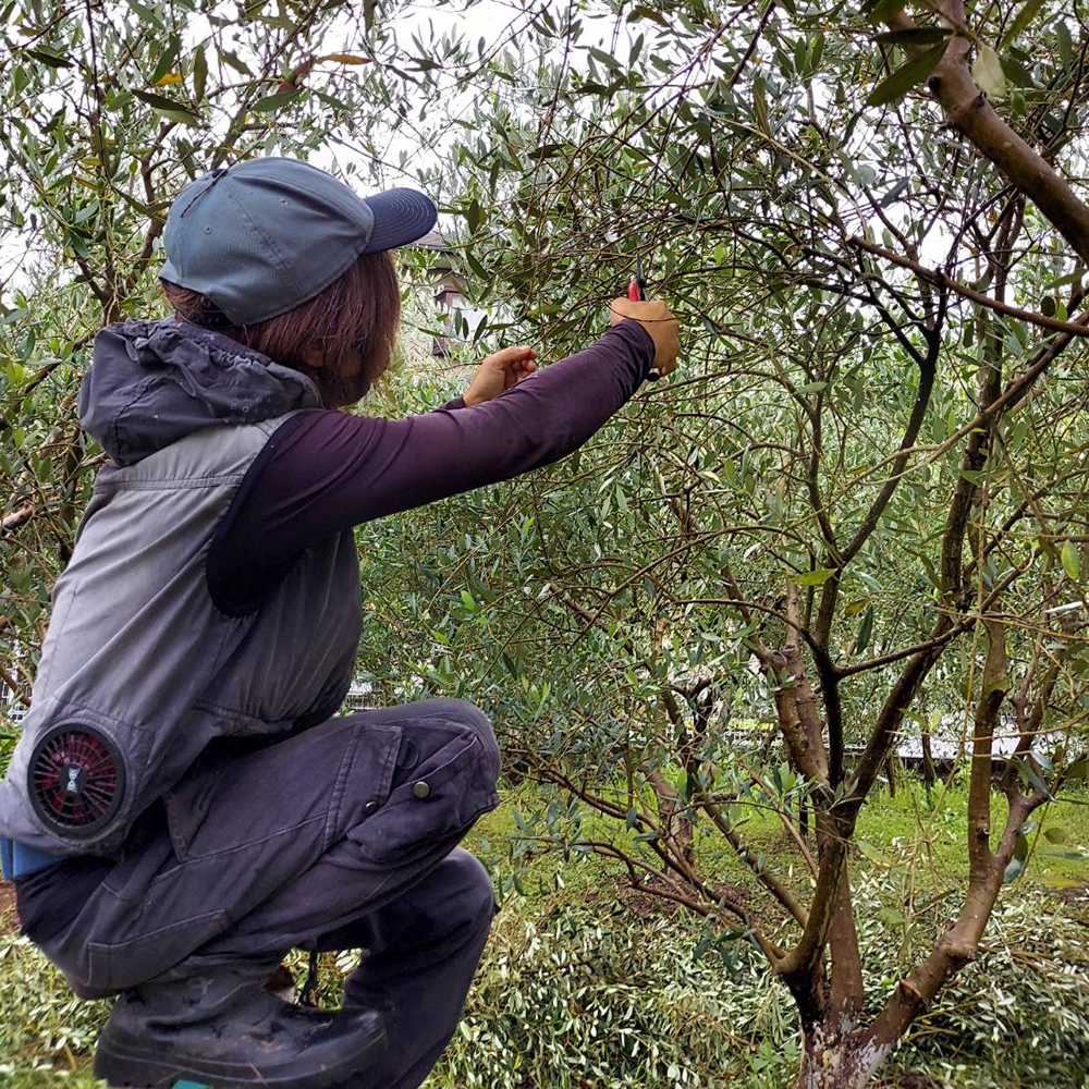 壱岐産エキストラバージンオリーブオイル・はちみつセット 島の幸々
