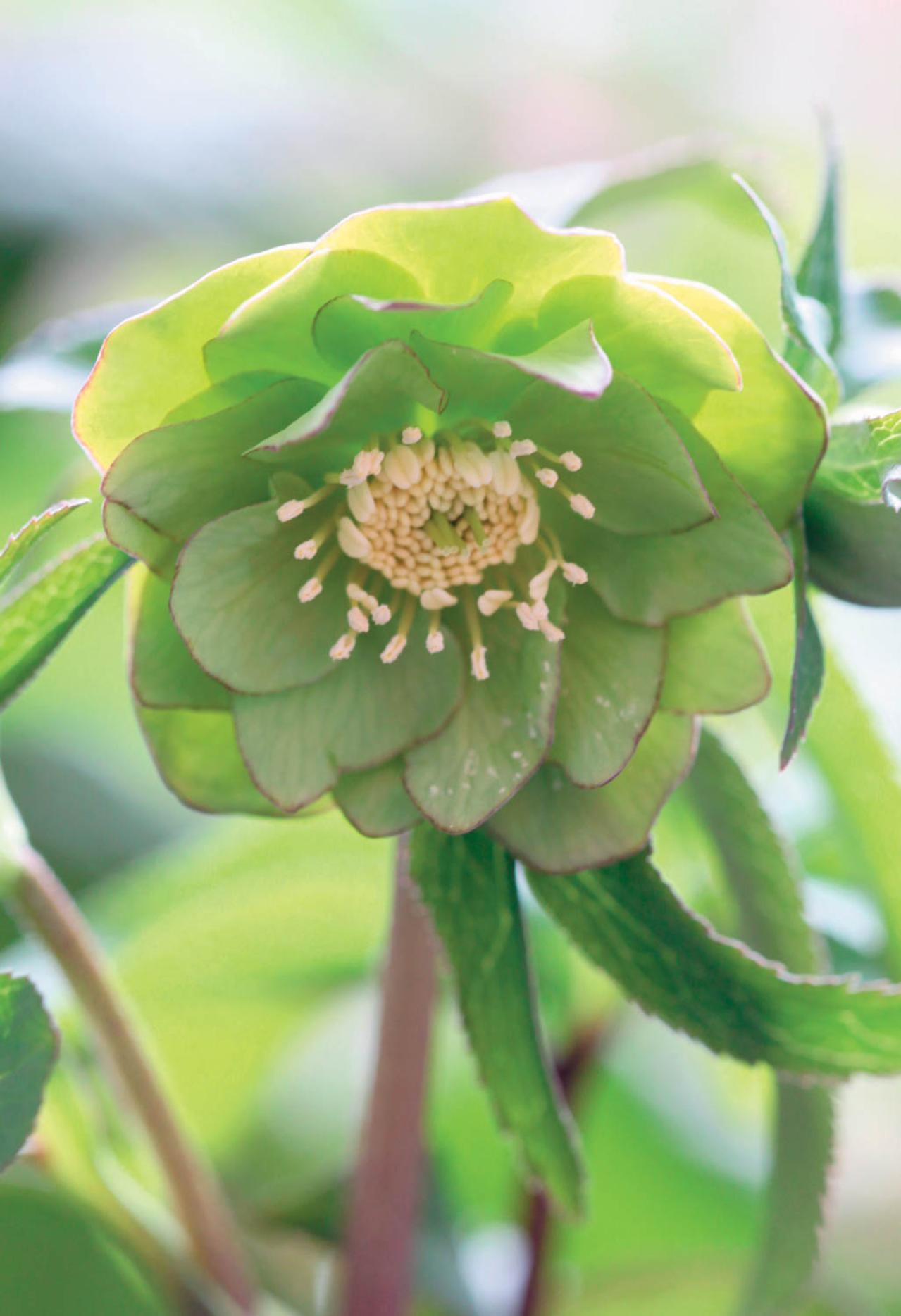 野生味のある姿が魅力の【原種系クリスマスローズ】2026年冬・注目の花