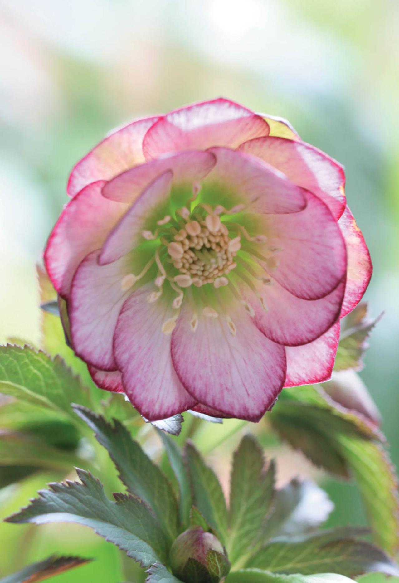 野生味のある姿が魅力の【原種系クリスマスローズ】2026年冬・注目の花