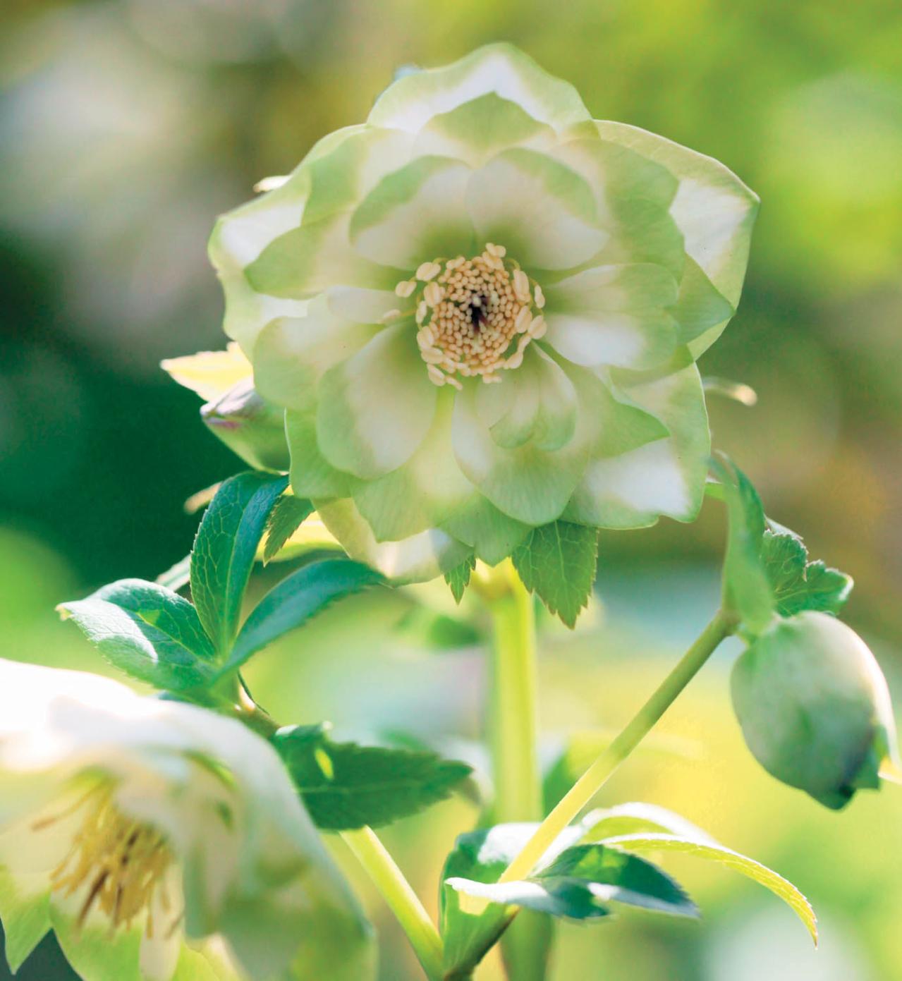 個性的な花がいっぱい【ダブル咲きのクリスマスローズ】好みのひと鉢が