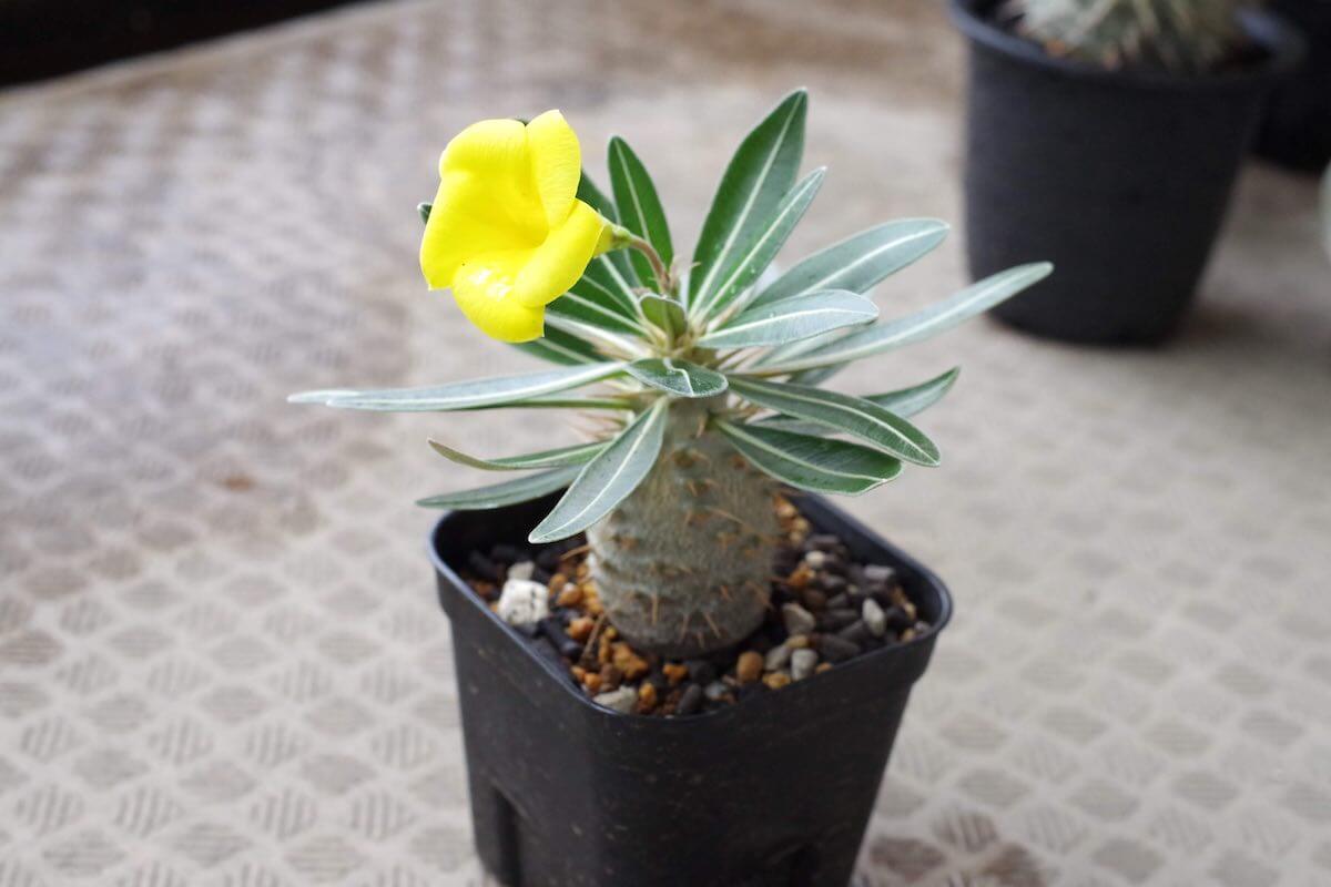 パキポディウム・グラキリスの実生、成長記録（2015年9月〜更新中