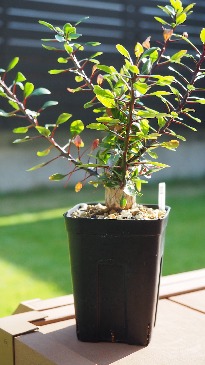 フォークイエリア・ファシクラータの挿し木に挑戦！｜BOTANILIFE