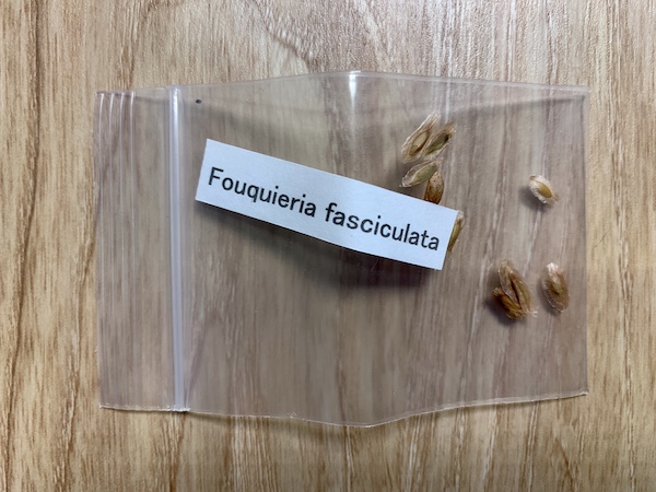 フォークイエリア・ファシクラータ（Fouquieria fasciculata）の実生に