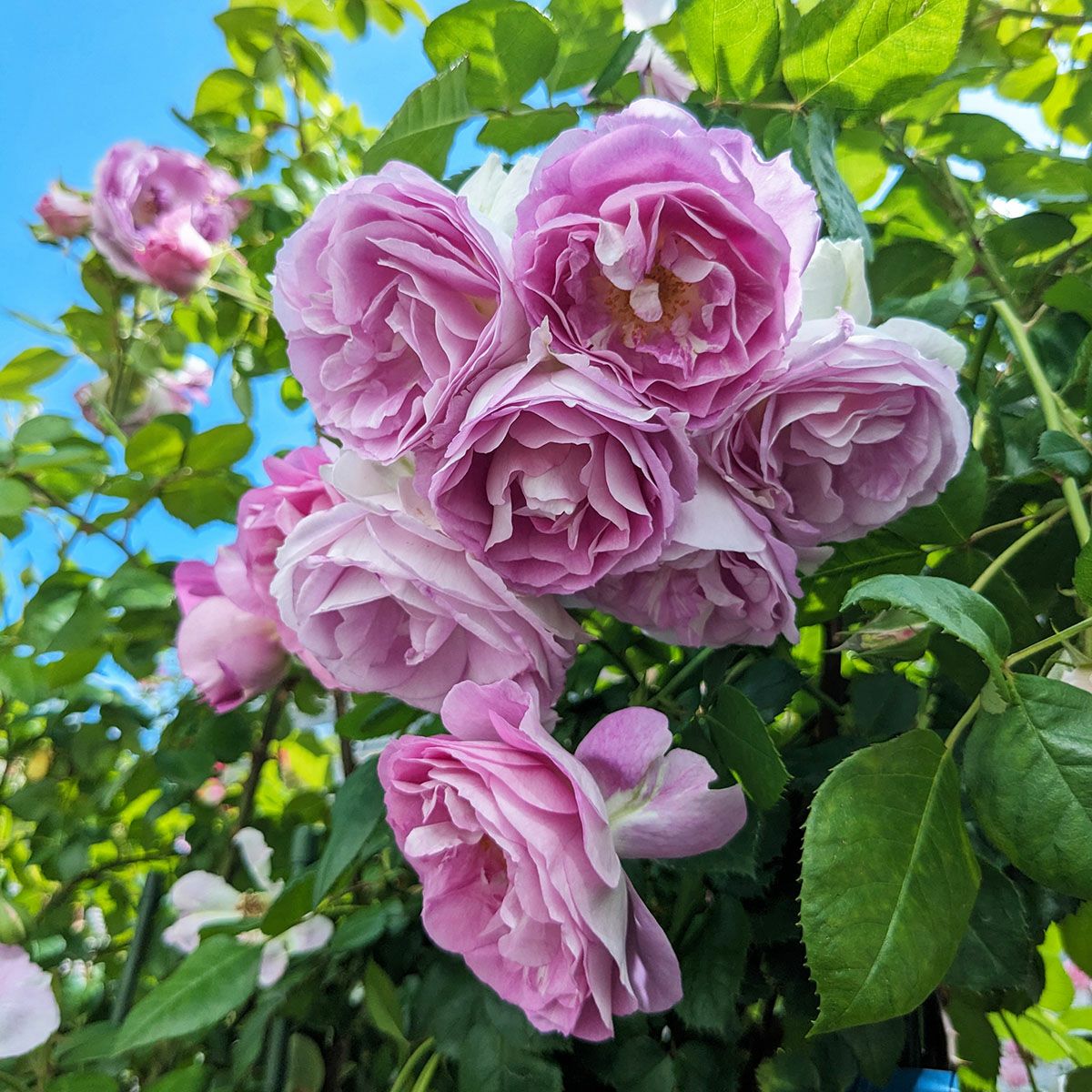 バラ苗 【エーデルシュタイン】 (新苗植え替え) つるバラ 返り咲き 中