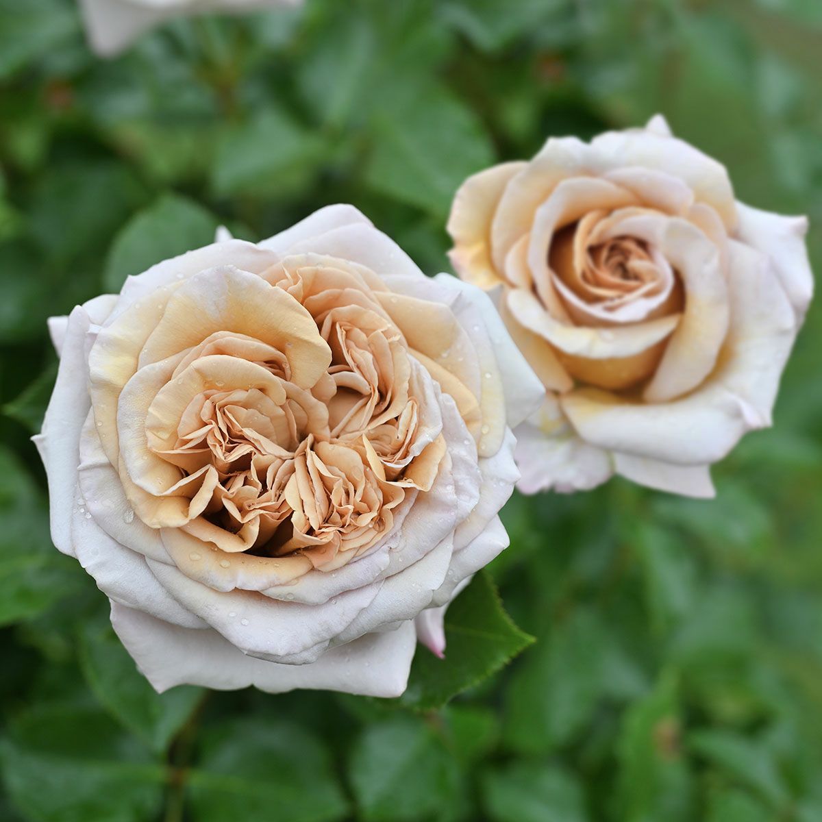 バラ苗 【ラリデガゼル】 (大苗) ハイブリッドティー 四季咲き 大輪