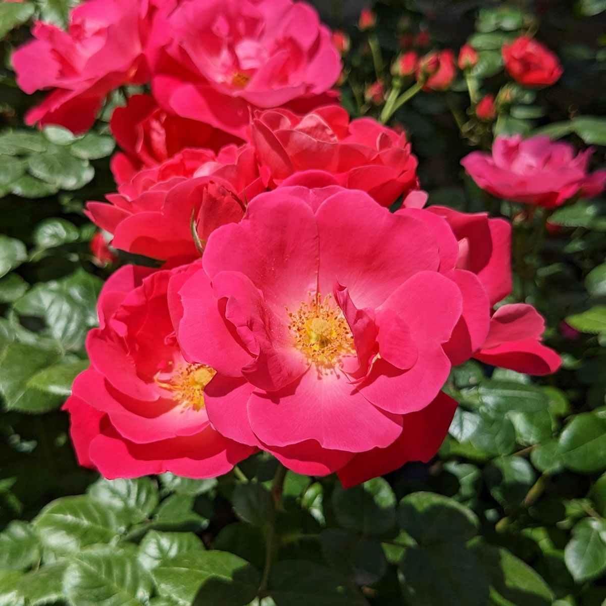 バラ苗 【ピンクブリックハウス】 (大苗) フロリバンダ 四季咲き 中輪