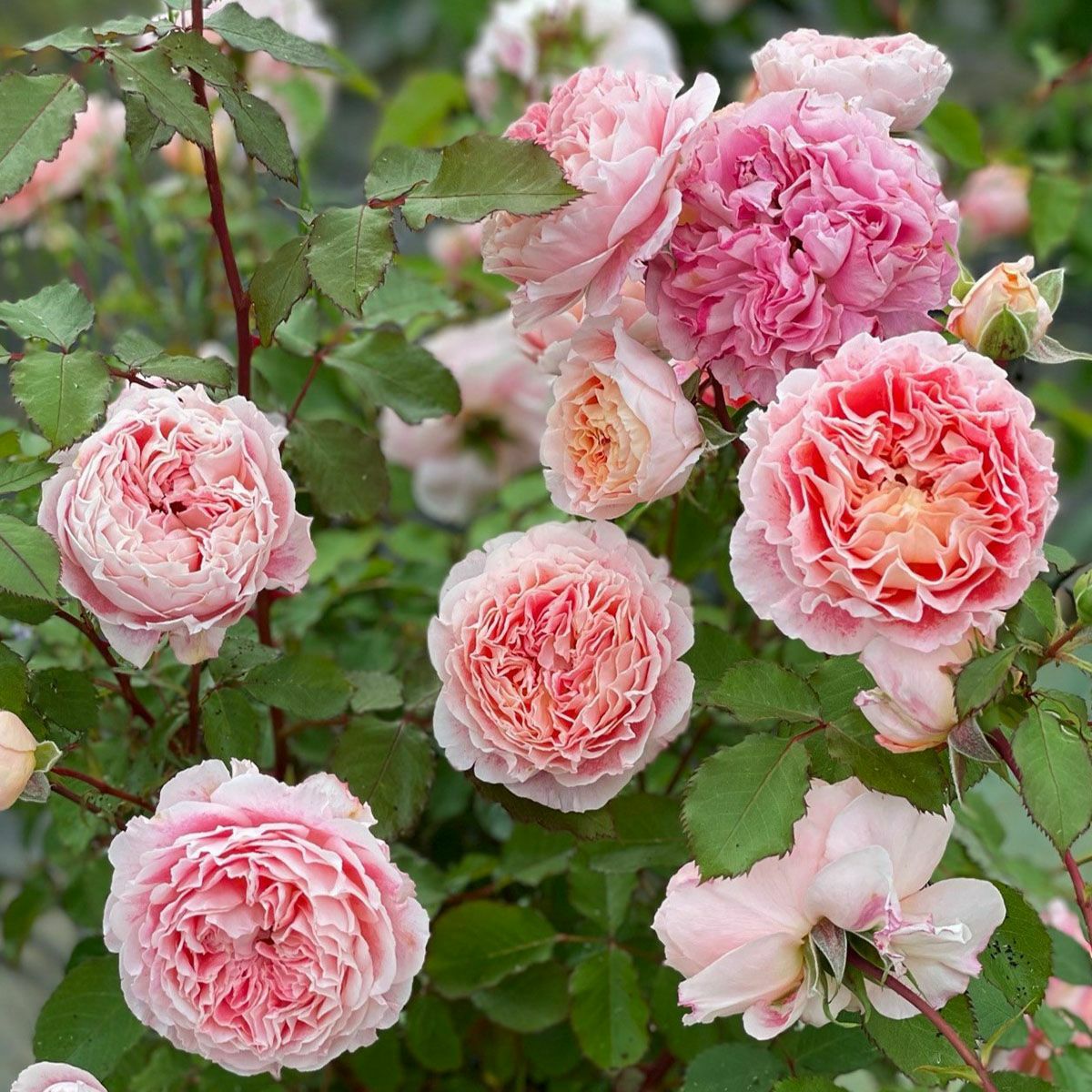 バラ苗 【ジェフアーティスト】 (新苗植え替え) シュラブ 半つる性