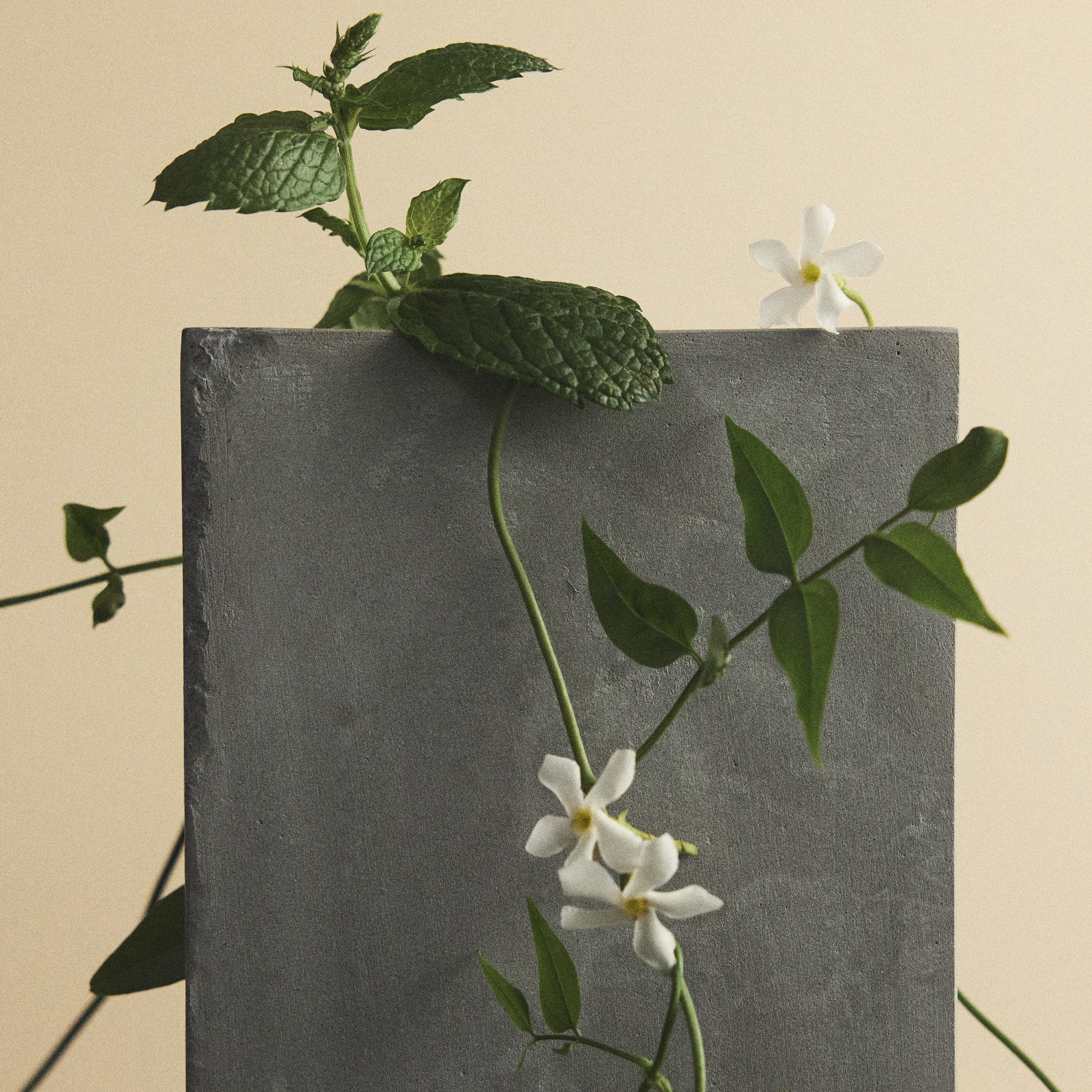 D'Orsay Sweet Disruption W.T. Eau de Parfum | Spearmint