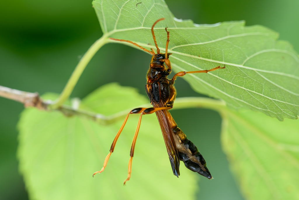 青森の蝶たち::オニホソコバネカミキリ