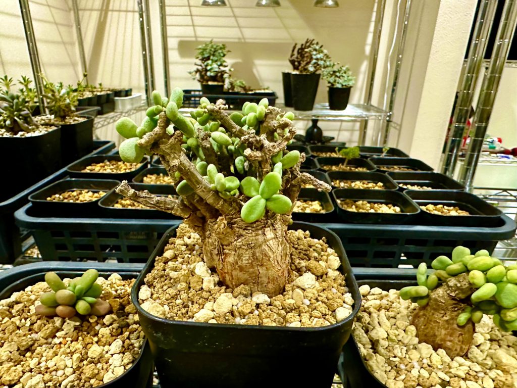 ヤフオクで買ったケラリア・ピグマエアの発根管理 | Bizarre Plants