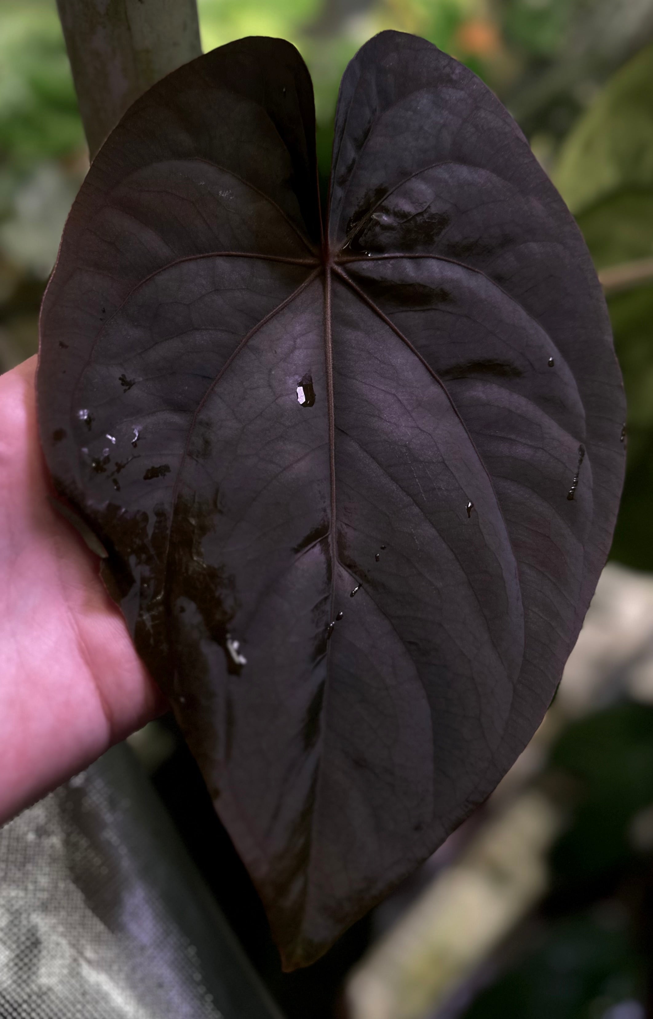 Anthurium dressleri “Obsidian” x RG – AABexotics