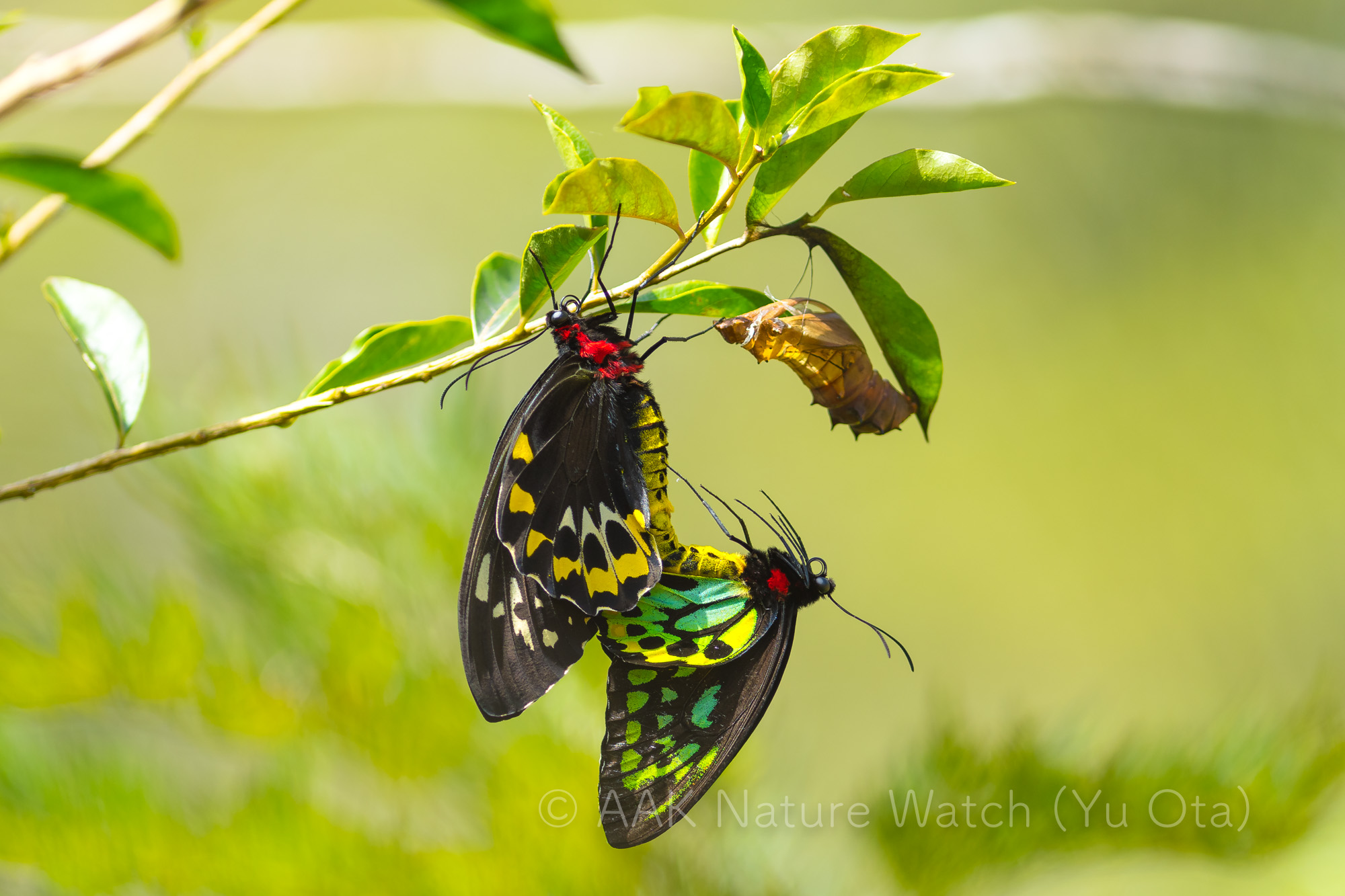 メガネトリバネアゲハ全部込み | 【公式】オーストラリア唯一の日本語
