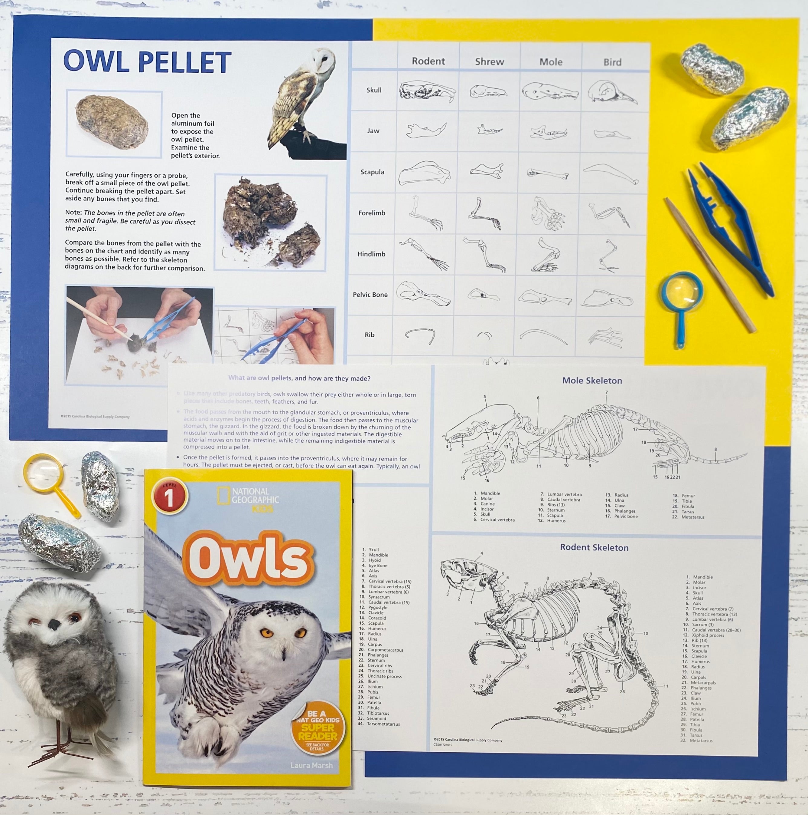 Owl Pellet Dissection Kit – ABC Crate