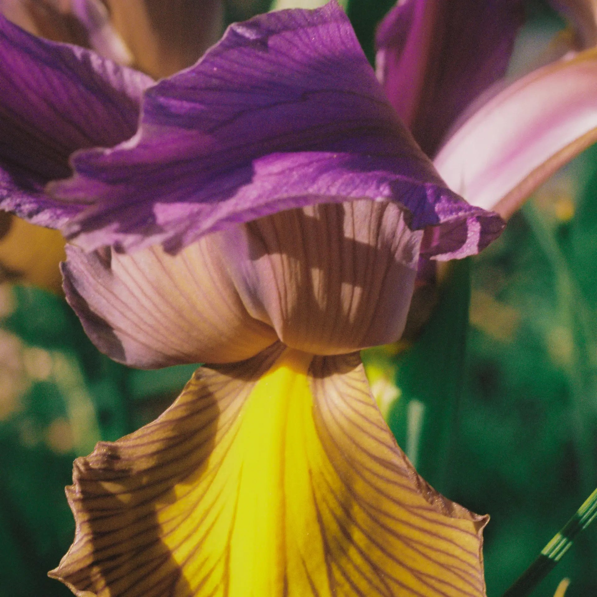 Abel Pink Iris - Eau de Parfum