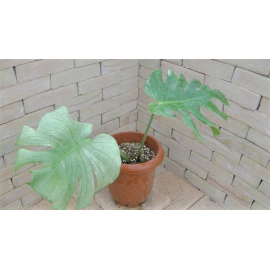 モンステラ・ホワイトモンスター 超希少白斑モンステラ | 希少植物の