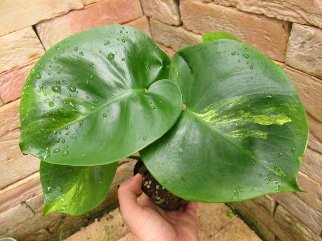 モンステラ デリシオーサ 福助黄斑 実生 (Monstera deliciosa FUKUSUKE