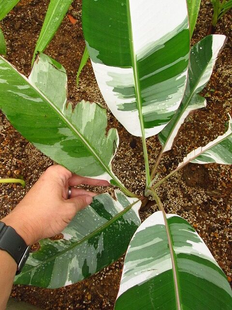 ムサ アエアエ(Musa Aeae) 斑入りバナナ | 希少植物の販売