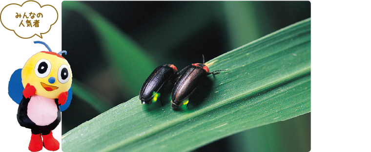 ほたる|自然とふれあうひととき。 阿久比町観光協会