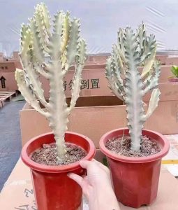 ユーフォルビア Lactea ホワイト ゴースト - 中国のプロのライブ植物