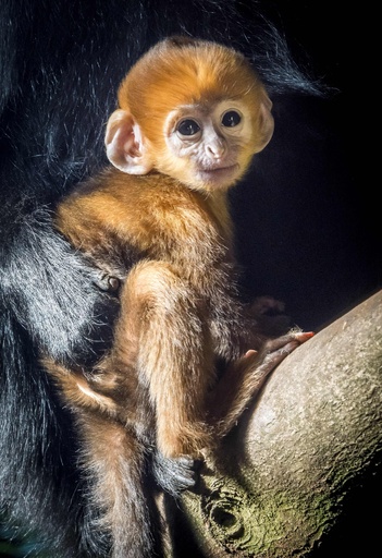 鮮やかなオレンジ色のサルの赤ちゃん、大人になると真っ黒に 写真2枚