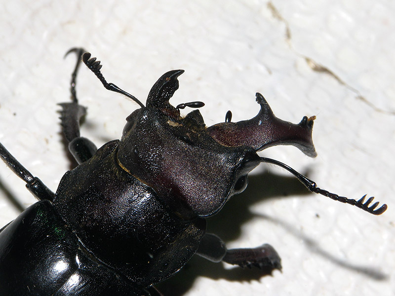 ミヤマクワガタ雌雄モザイク個体 | 夜間飛行