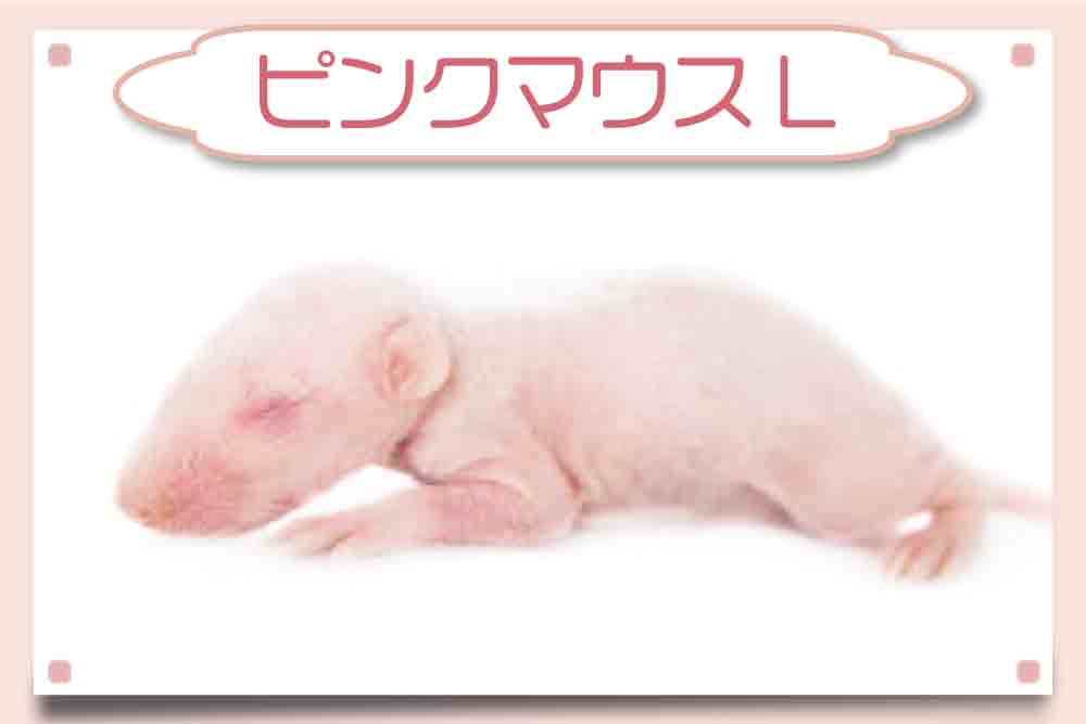 ピンクマウスL通販・100匹】大きさ・解凍方法・コーンスネークの安い餌