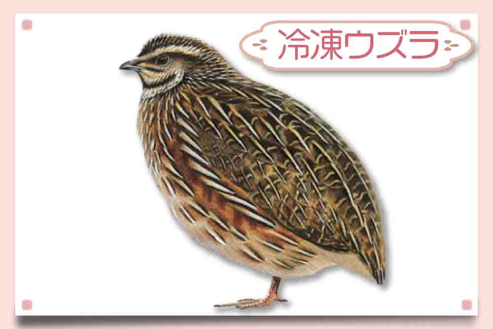 冷凍ウズラ販売｜未処理・安い通販】176円｜ヘビ・フクロウ・激安