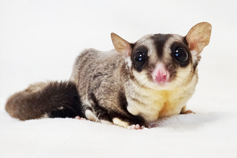 エキゾチック外来 | 東中野アック動物医療センター | 中野区の犬・猫