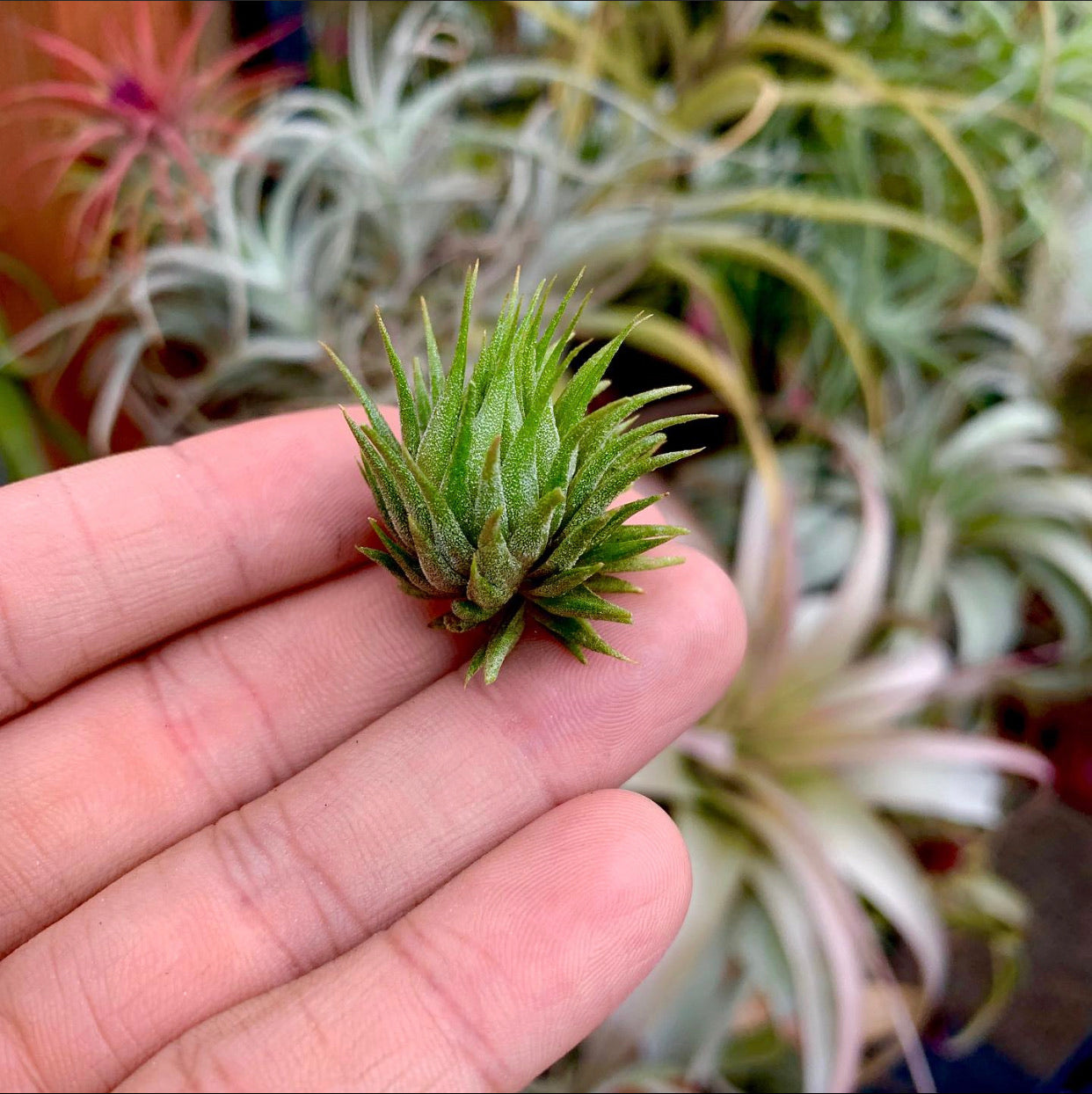 Ionantha Peanut (Mini Ionantha Form) – Air Plant Hub