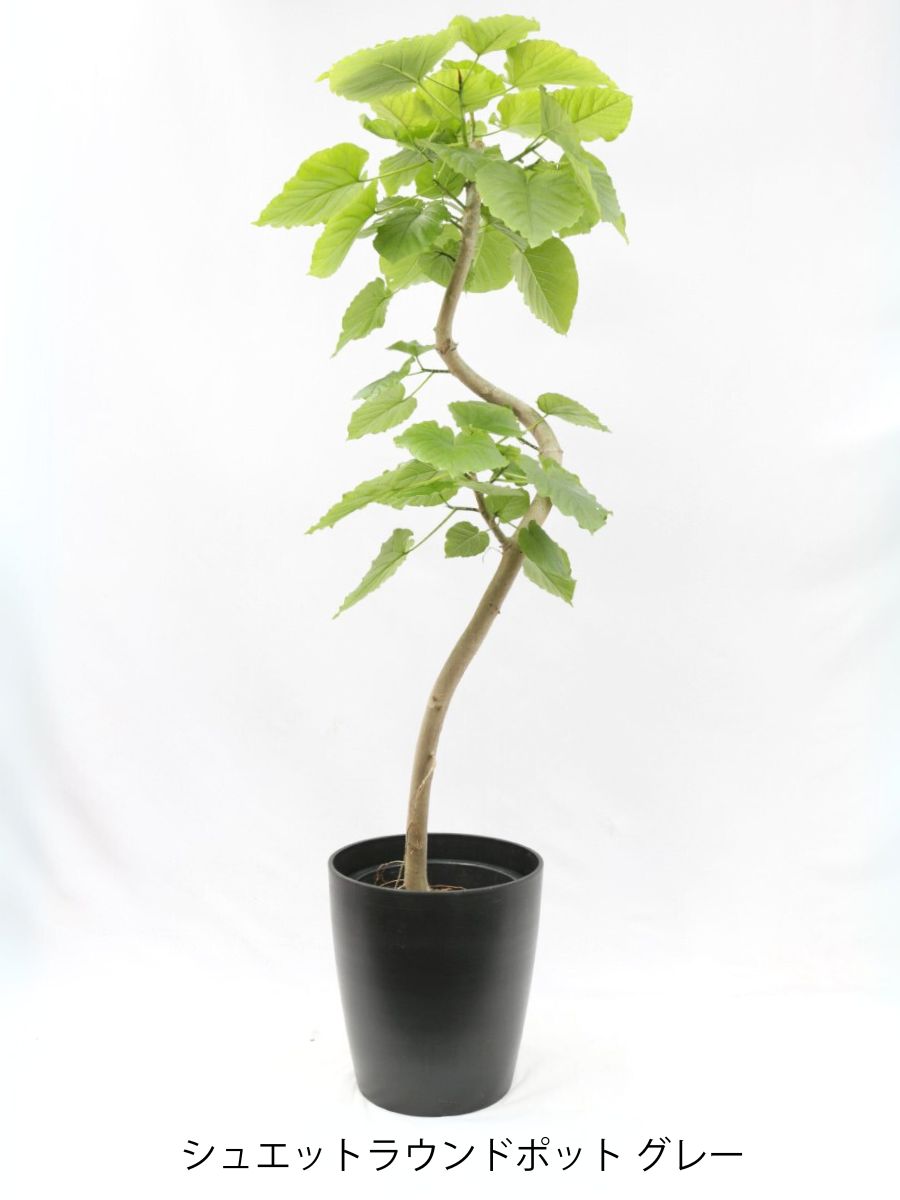 フィカス・ウンベラータ 10号の通販 | 観葉植物通販AONOKI（あおのき）